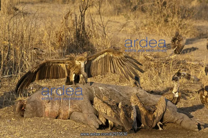 : Whitebacked Vulture - feeding on dead Hippo : Whitebacked Vulture - feeding on dead Hippo