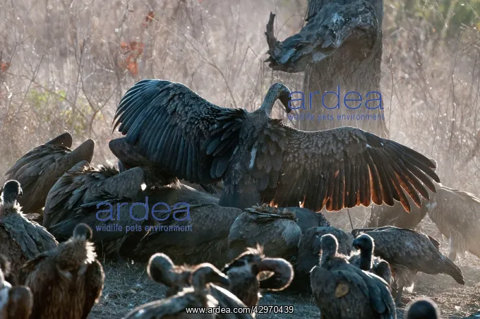 : Whitebacked Vulture - group feeding on dead hippo : Whitebacked Vulture - group feeding on dead hippo