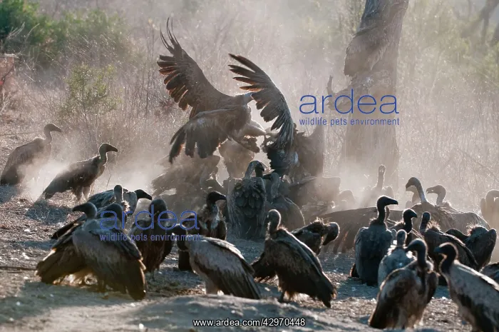  : Whitebacked Vulture - group feeding on dead hippo