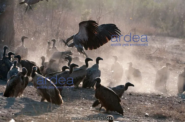  : Whitebacked Vulture - group on ground near carcass