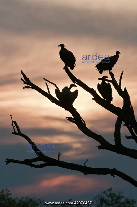 : Whitebacked Vulture - at roost against sunset - silhouette : Whitebacked Vulture - at roost against sunset - silhouette