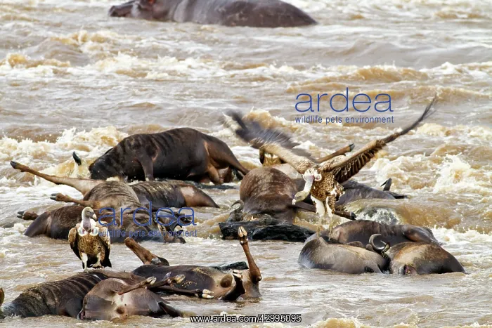  : Whitebacked Vultures - on dead wildebeest in the RIver Mara