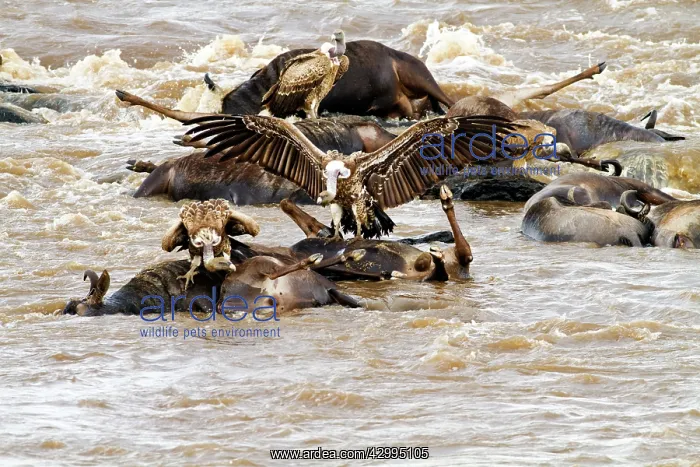 : Whitebacked Vultures - on dead wildebeest in the River Mara : Whitebacked Vultures - on dead wildebeest in the River Mara