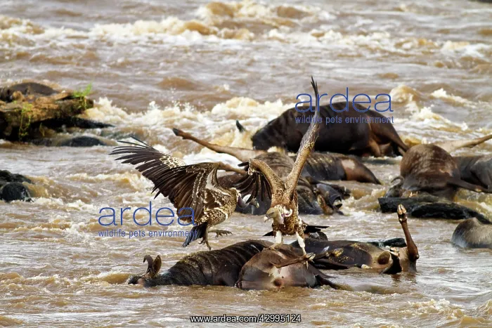 : Whitebacked Vultures - on dead wildebeest in the River Mara : Whitebacked Vultures - on dead wildebeest in the River Mara