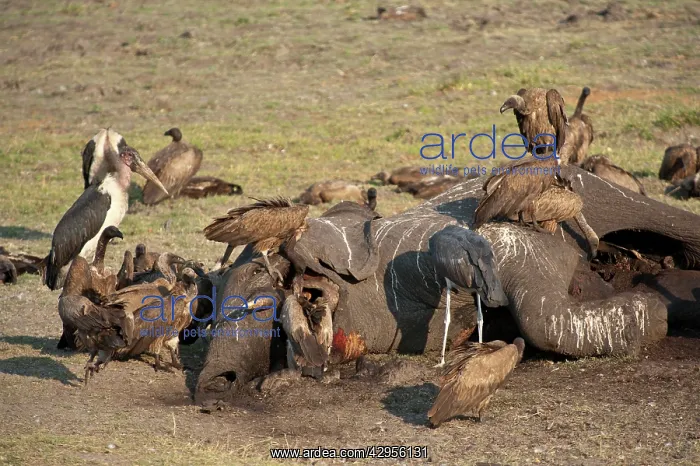 : Whitebacked Vultures and Marabou Stork (Leptoptilos : Whitebacked Vultures and Marabou Stork (Leptoptilos