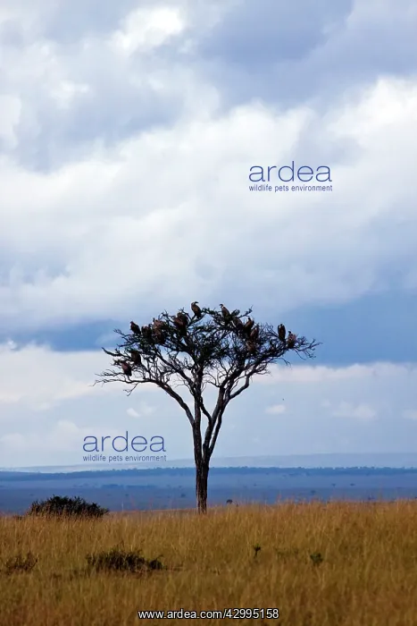 : Whitebacked Vultures - on a nesting tree : Whitebacked Vultures - on a nesting tree