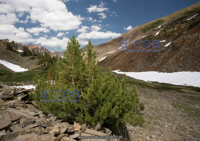 : Whitebark Pines, dwarfed at high altitude (c. 12, 000 ft) : Whitebark Pines, dwarfed at high altitude (c. 12, 000 ft)