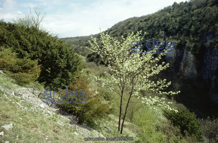  : Whitebeam (Sorbus aria)