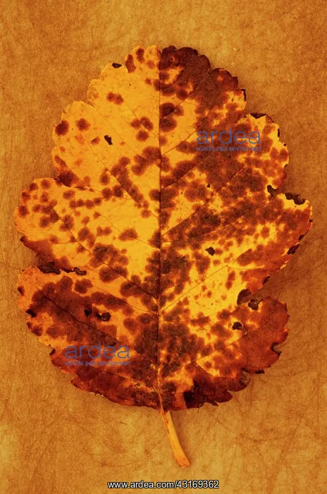 : Whitebeam, Sorbus x intermedia. Studio shot of mottled : Whitebeam, Sorbus x intermedia. Studio shot of mottled