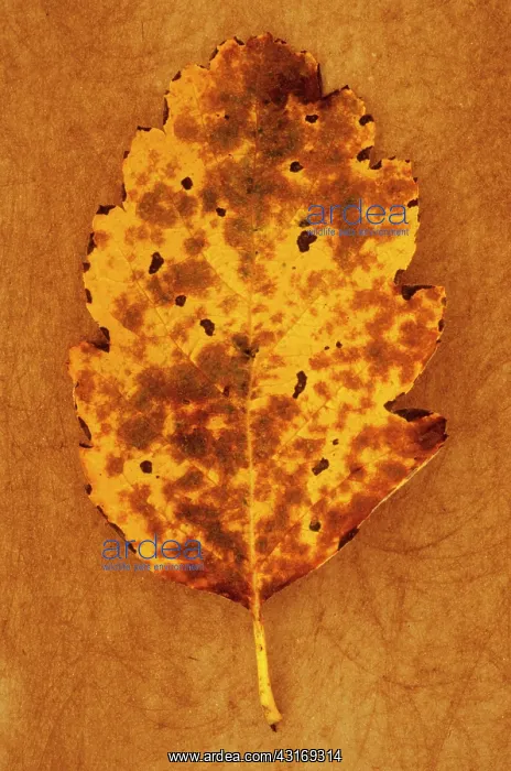: Whitebeam, Sorbus x intermedia. Studio shot of yellow : Whitebeam, Sorbus x intermedia. Studio shot of yellow