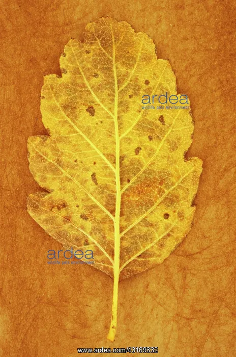 : Whitebeam, Sorbus x intermedia. Studio shot of yellow : Whitebeam, Sorbus x intermedia. Studio shot of yellow