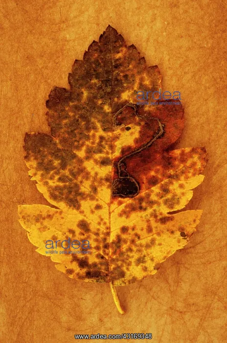  : Whitebeam, Sorbus x intermedia. Studio shot of yellow