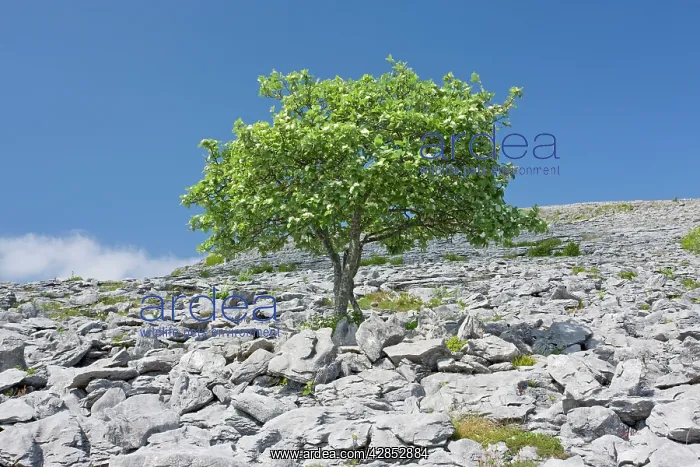 : Whitebeam Tree - in flower, on limestone pavement : Whitebeam Tree - in flower, on limestone pavement