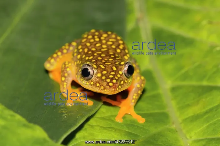 : Whitebelly reed frog (Heterixalus Alboguttatus) : Whitebelly reed frog (Heterixalus Alboguttatus)