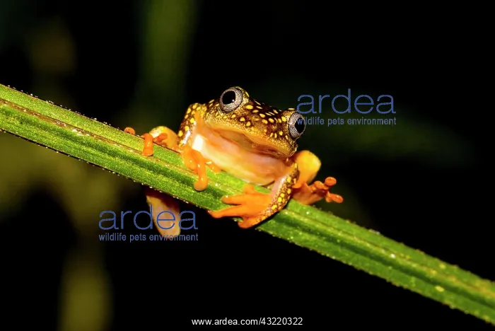: Whitebelly reed frog (Heterixalus Alboguttatus) : Whitebelly reed frog (Heterixalus Alboguttatus)