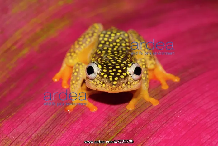 : Whitebelly reed frog (Heterixalus Alboguttatus) : Whitebelly reed frog (Heterixalus Alboguttatus)