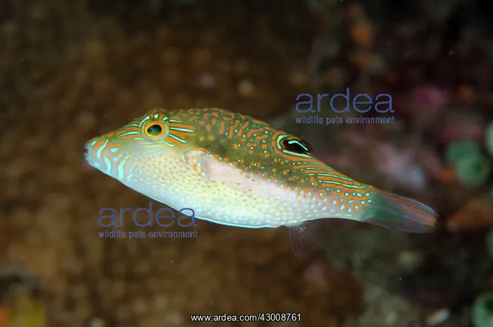 : Whitebelly Toby at Serena Besar dive site, Lembeh : Whitebelly Toby at Serena Besar dive site, Lembeh