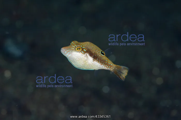  : Whitebelly Toby - Uyah Hotel dive site, Amed, Karangasem