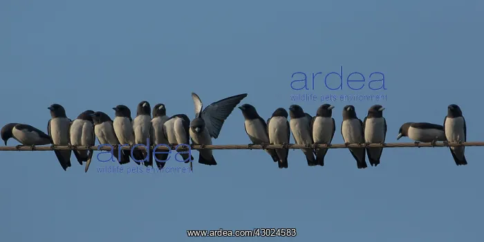 : Whitebreasted Woodswallows Perched on a line Pine Cree : Whitebreasted Woodswallows Perched on a line Pine Cree