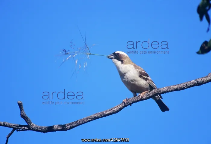 : Whitebrowed Sparrow WEAVER - With grass stem : Whitebrowed Sparrow WEAVER - With grass stem