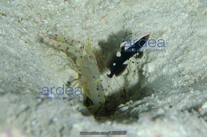: Whitecap Shrimpgoby - with undescribed Snapping : Whitecap Shrimpgoby - with undescribed Snapping