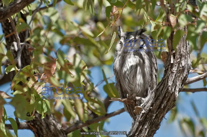 : Whitefaced Owl - roosting in tree : Whitefaced Owl - roosting in tree