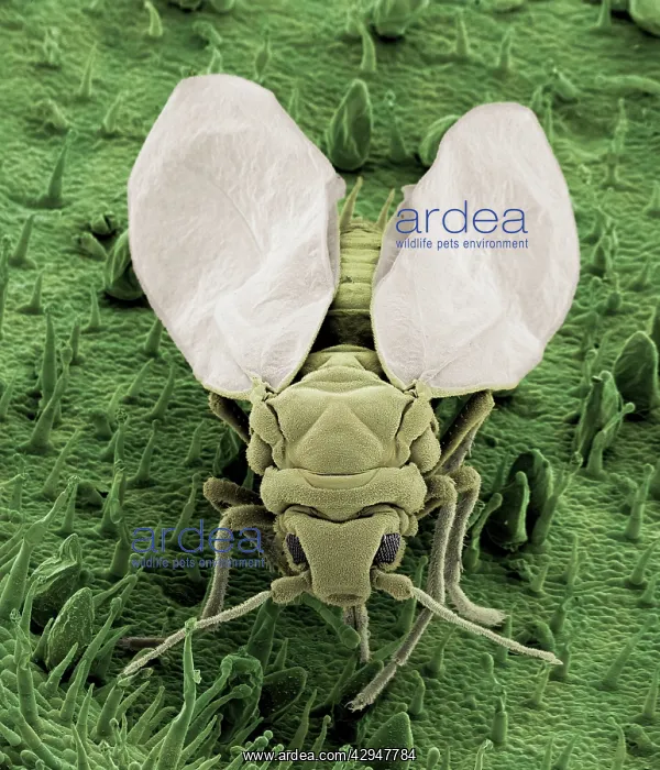 : Whitefly (Trialeurodes vaporariorum). Scanning Electron Micrograph (SEM) : Whitefly (Trialeurodes vaporariorum). Scanning Electron Micrograph (SEM)