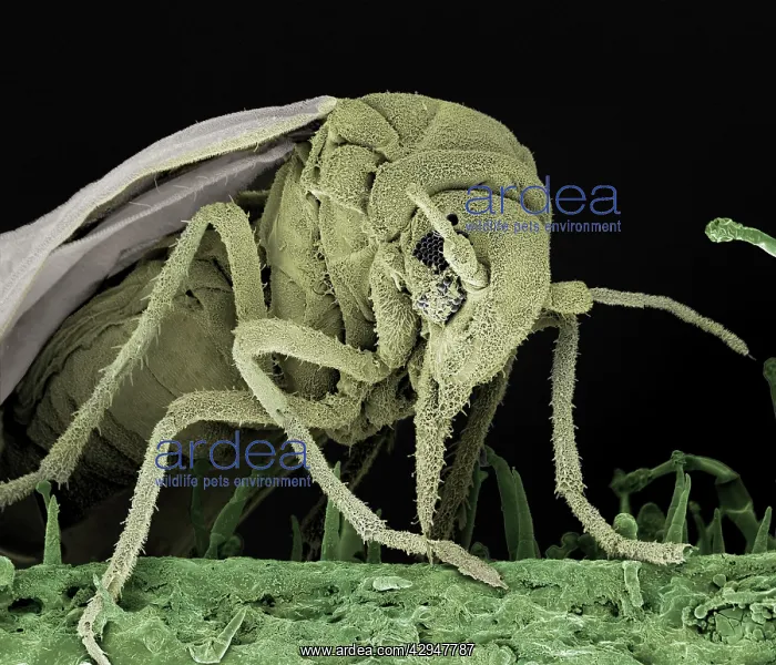 : Whitefly (Trialeurodes vaporariorum). Scanning Electron Micrograph (SEM) : Whitefly (Trialeurodes vaporariorum). Scanning Electron Micrograph (SEM)