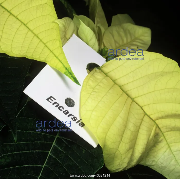 : Whitefly control : Whitefly control