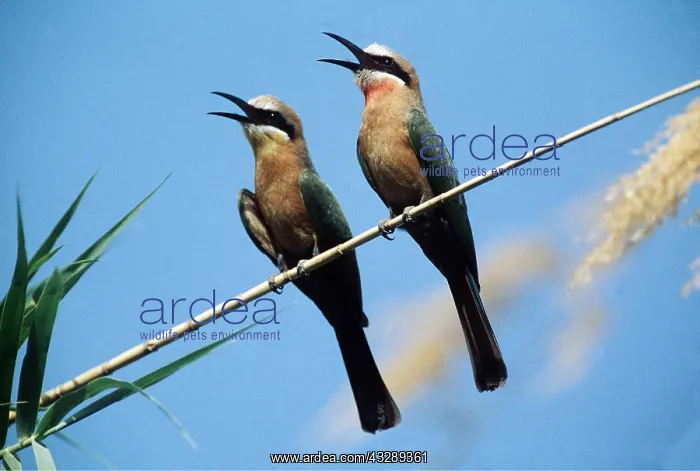 : WHITEFRONTED BEE EATER - x two : WHITEFRONTED BEE EATER - x two