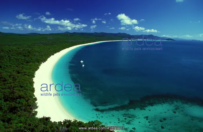 : Whitehaven Beach, Whitsunday Island Whitsunday Island : Whitehaven Beach, Whitsunday Island Whitsunday Island
