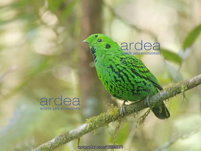 : Whitehead's Broadbill Calyptomena whiteheadi Sab : Whitehead's Broadbill Calyptomena whiteheadi Sab