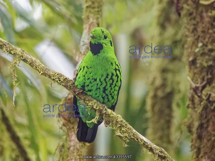 : Whitehead's Broadbill Calyptomena whiteheadi Sab : Whitehead's Broadbill Calyptomena whiteheadi Sab