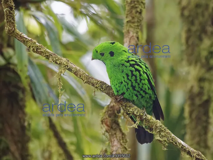 : Whitehead's Broadbill Calyptomena whiteheadi Sab : Whitehead's Broadbill Calyptomena whiteheadi Sab