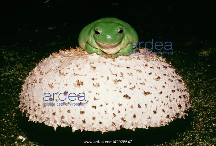 : WhiteIs / Australian Tree Frog - On mushroom : WhiteIs / Australian Tree Frog - On mushroom