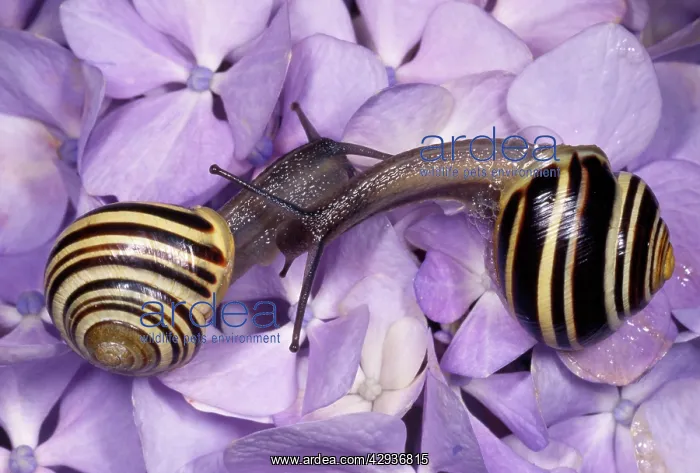 : Whitelipped Banded Snail / Humbug Snail - courting pair : Whitelipped Banded Snail / Humbug Snail - courting pair