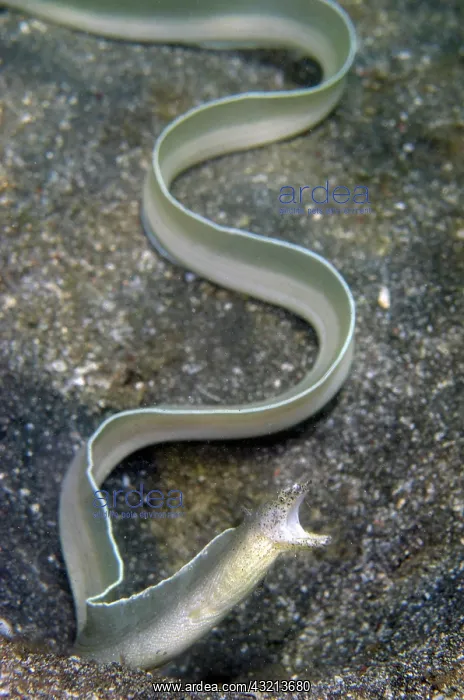 : Whitemargin Moray (Gymnothorax albimarginatus) : Whitemargin Moray (Gymnothorax albimarginatus)