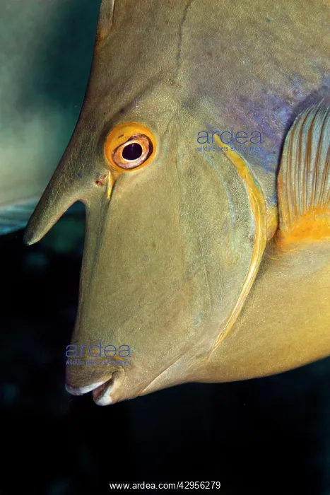 : Whitemargin Unicornfish : Whitemargin Unicornfish