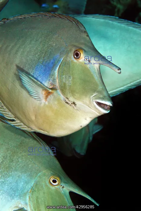 : Whitemargin Unicornfish : Whitemargin Unicornfish