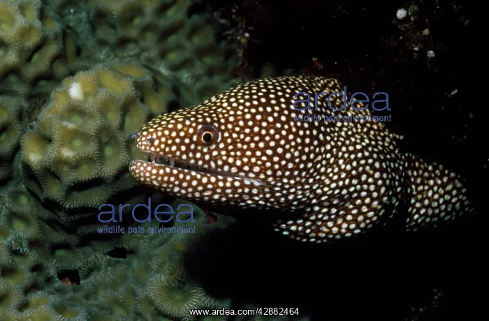  : Whitemouth Moray Eel