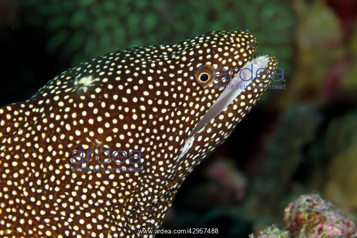 : Whitemouth Moray Eel : Whitemouth Moray Eel