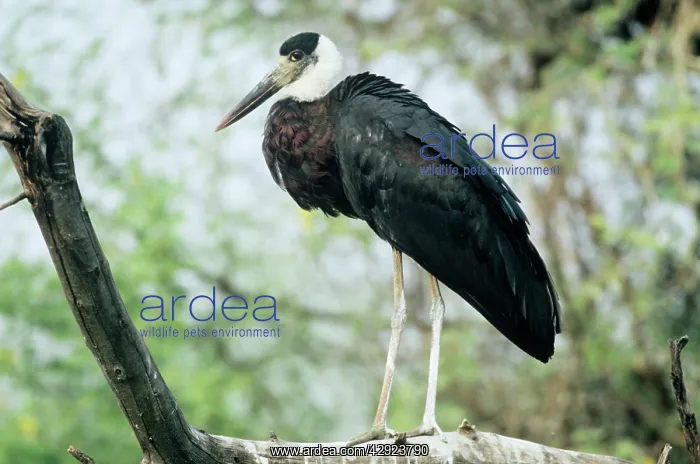 : Whitenecked STORK : Whitenecked STORK