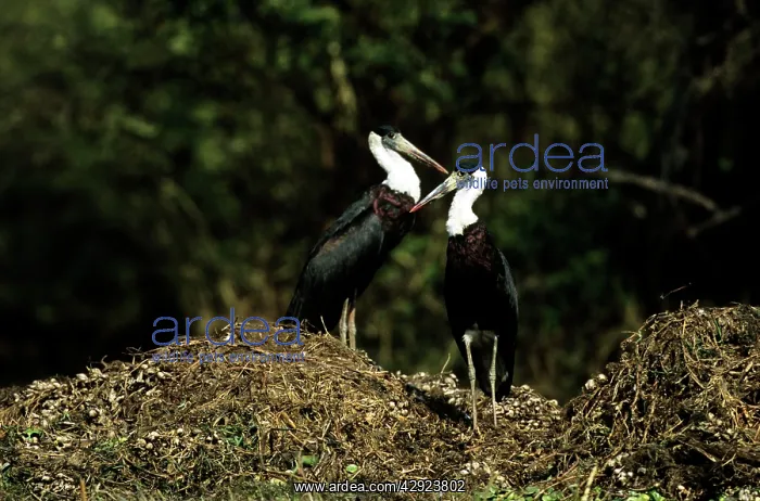 : Whitenecked STORK - Pair on nest mound : Whitenecked STORK - Pair on nest mound