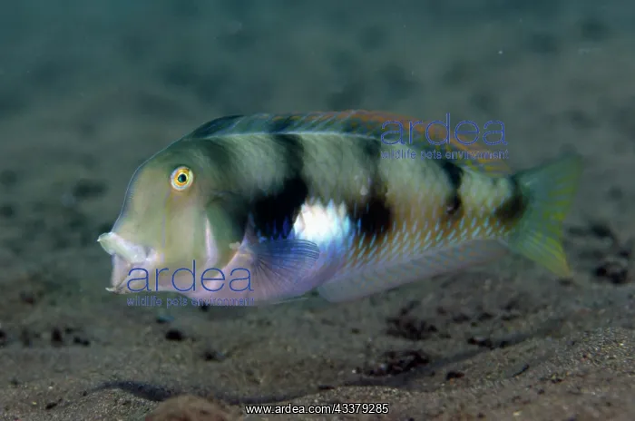 : Whitepatch Razorfish : Whitepatch Razorfish