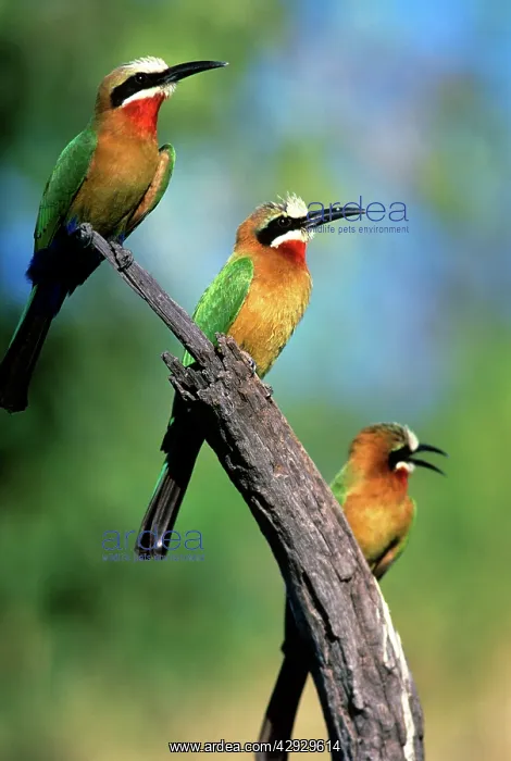: Whiter-Fronted BEE-EATERS - x three, on branch : Whiter-Fronted BEE-EATERS - x three, on branch