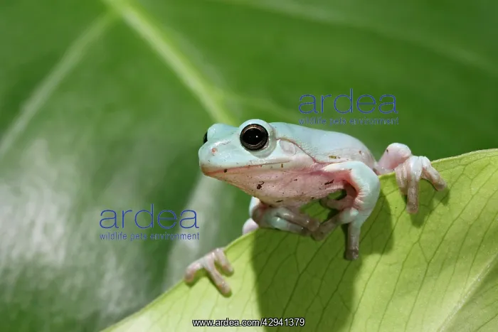 : White's / Green / Dumpy Treefrog - on leaf front view : White's / Green / Dumpy Treefrog - on leaf front view