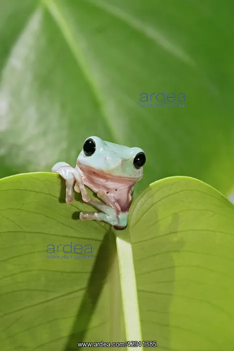 : White's / Green / Dumpy Treefrog - on leaf front view : White's / Green / Dumpy Treefrog - on leaf front view