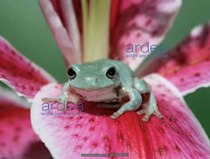 : White's / Green / Dumpy Treefrog - on lily front view : White's / Green / Dumpy Treefrog - on lily front view