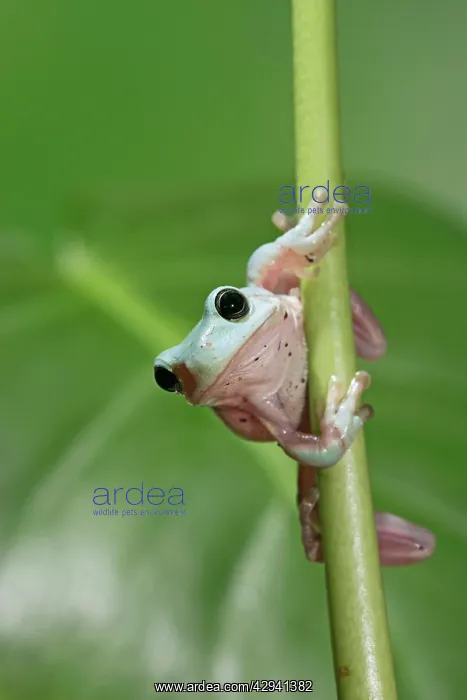 : White's / Green / Dumpy Treefrog - on stem front view : White's / Green / Dumpy Treefrog - on stem front view