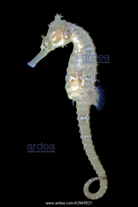 : White's Sea Horse : White's Sea Horse